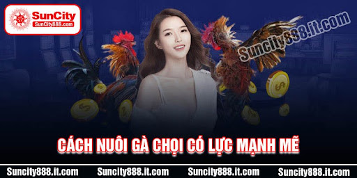 cach-nuoi-ga-choi-co-luc-manh-me-nhat