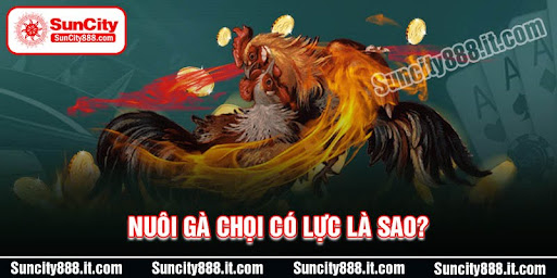 nuoi-ga-choi-co-luc-la-sao
